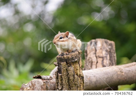 Chipmunk 70436762