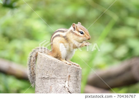 Chipmunk 70436767
