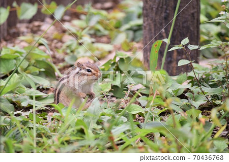 Chipmunk Chipmunk 70436768