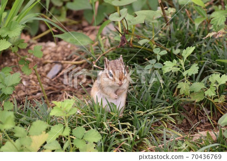 Chipmunk 70436769