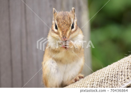 Chipmunk Chipmunk 70436864