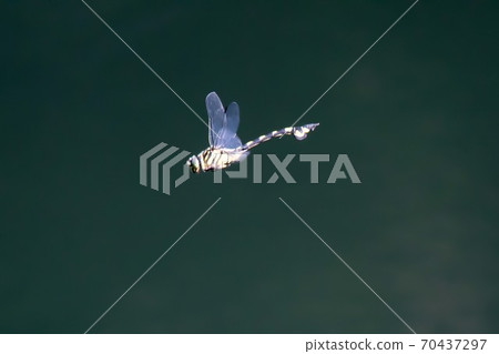 內山蜻蜓 內山蜻蜓 70437297