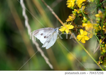 蝴蝶菜粉蝶 70437298