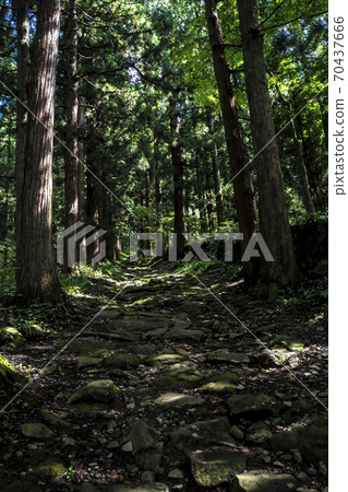 長野縣飯山市信州小春神社,一排雪松,通往奧宮 長野縣飯山市信州小春神社,一排雪松,通往奧宮 70437666