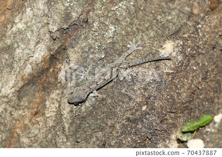 Gecko Gecko 70437887