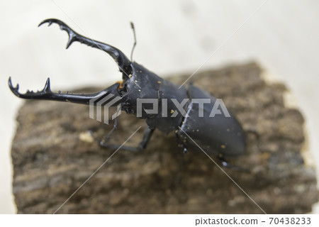 吉拉法看到了gigwaggata 70438233