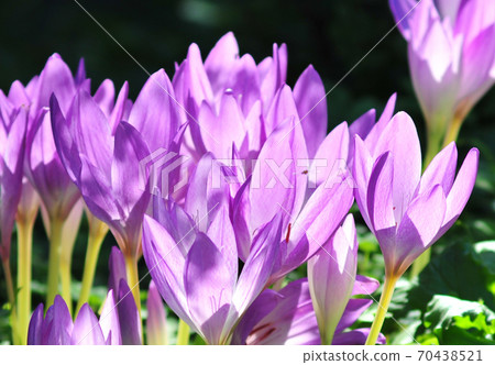 Shining saffron flowers saffron flowers in the sun Shining saffron flowers saffron flowers in the sun 70438521