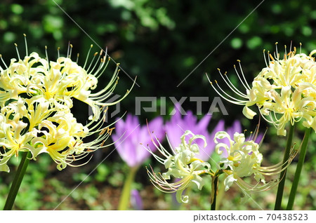 Yellow cluster amaryllis (green background) Yellow cluster amaryllis (green background) Yellow cluster amaryllis (green background) Yellow cluster amaryllis (green background) 70438523