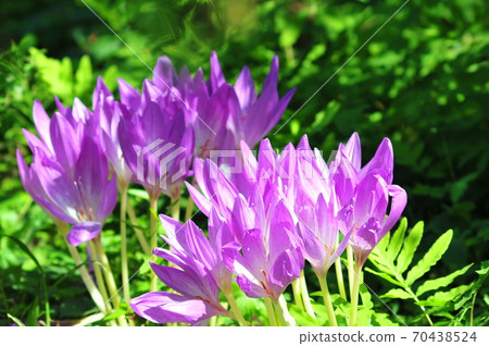Shining saffron flowers saffron flowers in the sun Shining saffron flowers saffron flowers in the sun 70438524