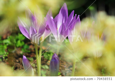 Shining saffron flowers saffron flowers in the sun 70438551