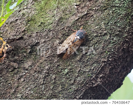 阿巴扎米 70438647