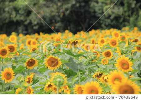 Sayo-cho兵庫縣的向日葵領域 70438649