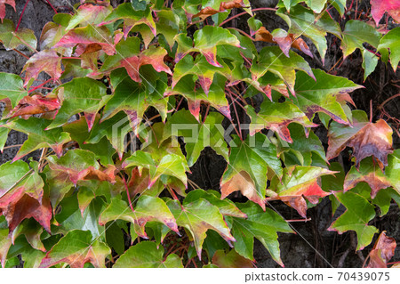 Covered with colored ivy leaves Vancouver British Columbia Canada 70439075