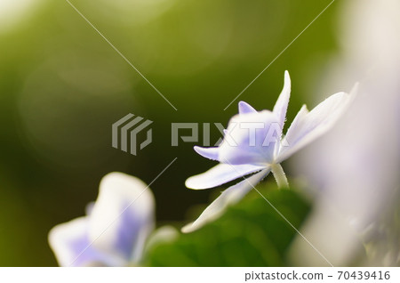 Hydrangea flower 70439416