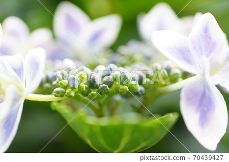 繡球花 繡球花 70439427