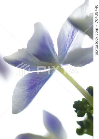 Hydrangea flower 70439440