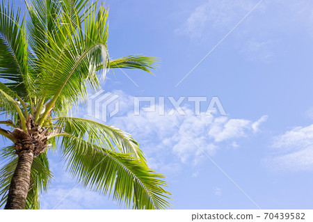 Coconut palm trees, beautiful tropical with sky and clouds. Coconut palm trees, beautiful tropical with sky and clouds. 70439582