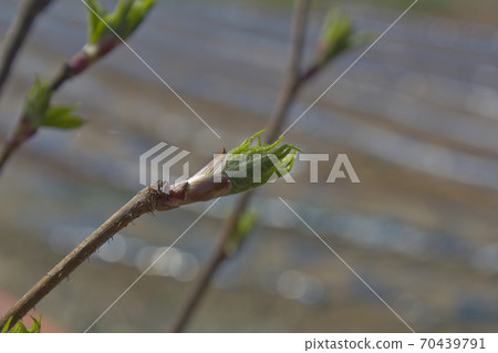 Ogaki Ogaki 70439791