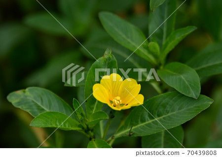 Mizukin by Yokohama City Kashiogawa 70439808