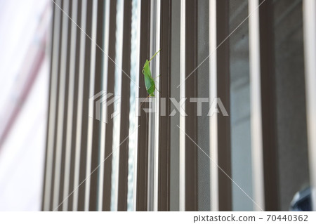 棲息在柵欄上的昆蟲 70440362