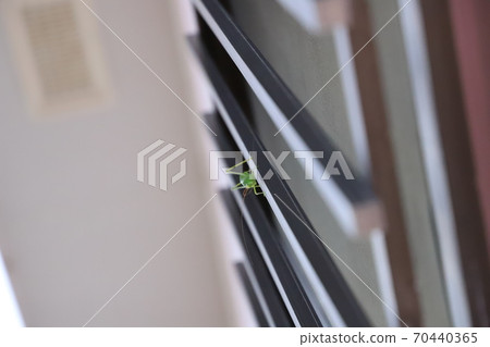 棲息在柵欄上的昆蟲 70440365