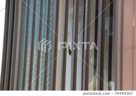 昆蟲棲息在網門上 70440367