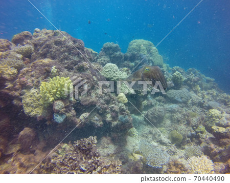 Great Barrier Reef Sepia latimanus (squid) Great Barrier Reef Sepia latimanus (squid) 70440490