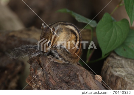 A squirrel grooming its tail A squirrel grooming its tail 70440523