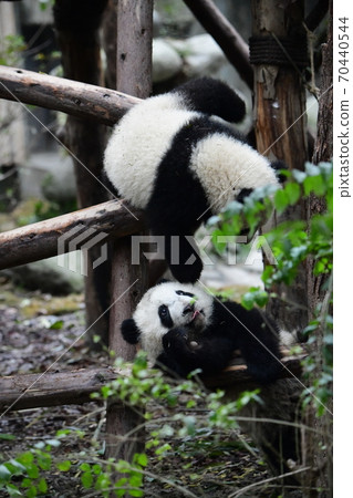 小熊貓 小熊貓 70440544