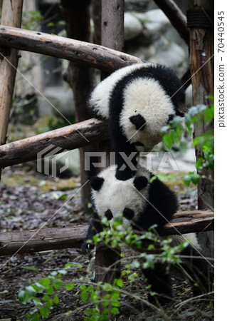 小熊貓 小熊貓 70440545
