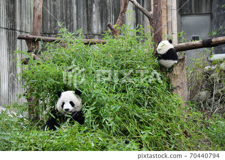 Parent-child Panda 70440794
