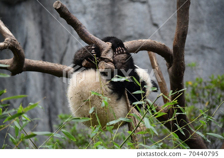 Small panda 70440795