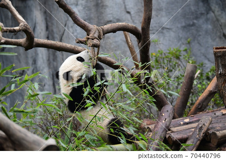 Small panda 70440796