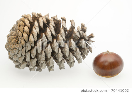 Pine cones and chestnuts Pine cones and chestnuts 70441002