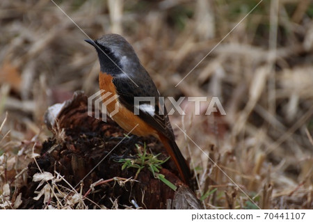 Male of Jawitaki Male of Jawitaki 70441107