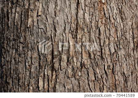 Camphor tree 70441589