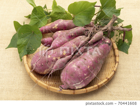 Sweet potato 70441608