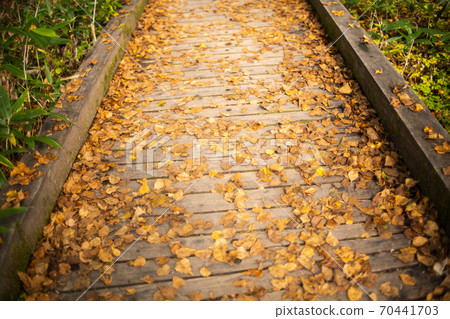 Oze boardwalk covered with fallen leaves in autumn 70441703