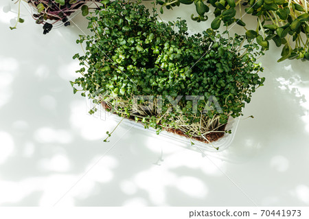 Micro green in tray on table close up Micro green in tray on table close up 70441973