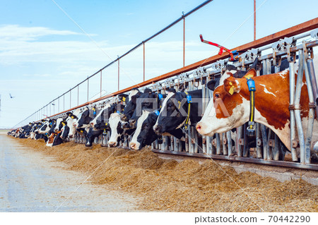 Milking cows eating hay in an outdoor cowshed Milking cows eating hay in an outdoor cowshed 70442290