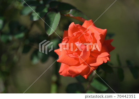 Rose (roller) Rose (roller) 70442351