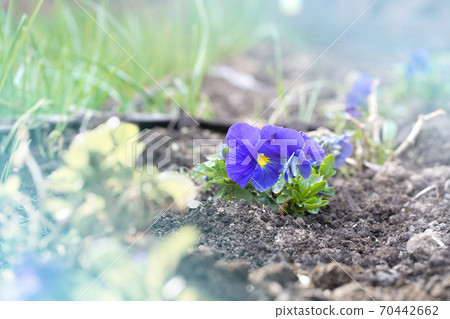 Close-up of a flower - blue pansies. Selective focus Close-up of a flower - blue pansies. Selective focus 70442662