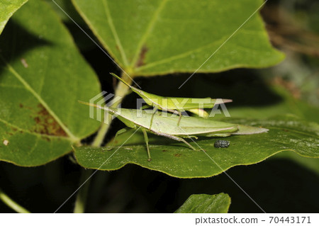 Atractomorpha lata 70443171