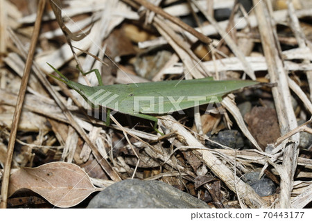 Atractomorpha lata Atractomorpha lata 70443177