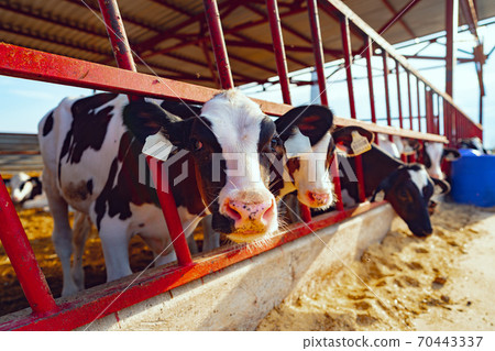 Close up photo of a cow peepng out of a cowshed fence 70443337