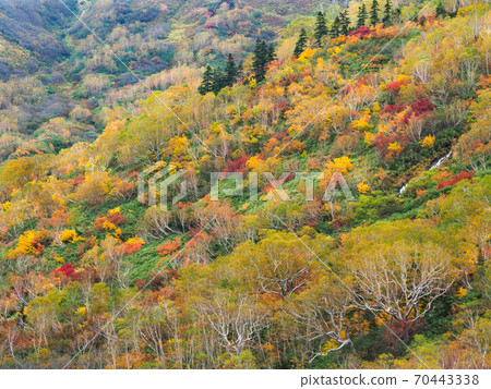 Autumn leaves Tsugaike nature park 70443338