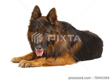Long-haired German shepherd dog portrait studio isolated on white background 70443364