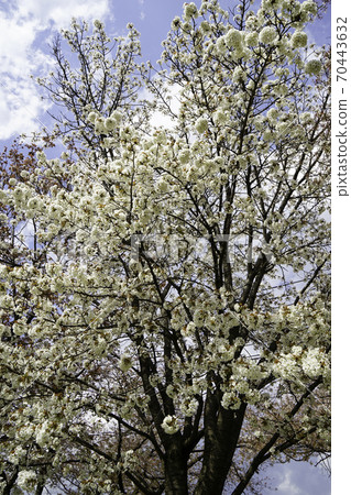 Yoshino cherry tree in full bloom along the Kamo River Yoshino cherry tree in full bloom along the Kamo River 70443632