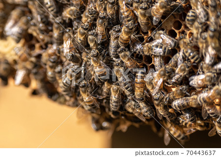 closeup of bees on honeycomb in apiary frame Honey bee selective focus closeup of bees on honeycomb in apiary frame Honey bee selective focus 70443637