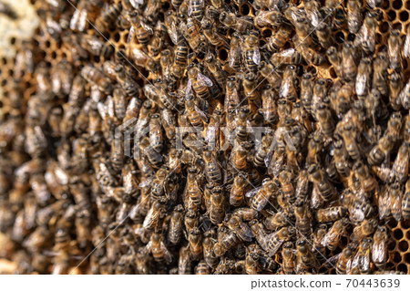 closeup of bees on honeycomb in apiary frame Honey bee selective focus closeup of bees on honeycomb in apiary frame Honey bee selective focus 70443639